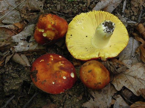  Image name: russula_aurea3.jpg 
 width: 600 pixel 
 height: 450 pixel 
 Size: 92416 bytes 
 Click to enlarge 